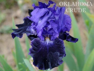 Oklahoma Crude; 6
