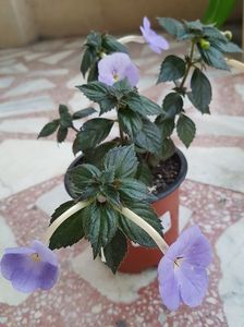 Forget me not