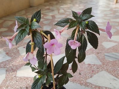 Peach Blossom