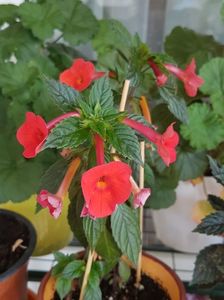 Orange Delight