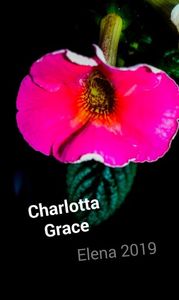 9: Charlota Grace
