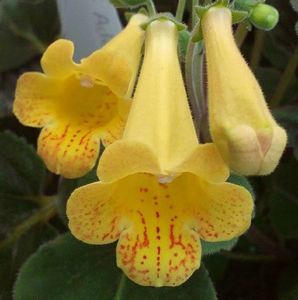 RF´s Lemon magic (POZA NET)