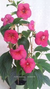 majoritatea florilor intr-o parte (la lumina)