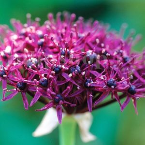 Bulbi Allium Atropurpureum (Ceapa decorativa); Marime bulb 10/+ . Inaltime 50-60cm. Inflorire mai-iunie. STOC EPUIZAT!
