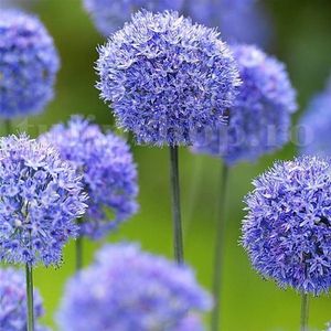 Bulbi Allium Caeruleum (Ceapa decorativa); Marime bulb 5/+ . Inaltime 50-60cm. Inflorire mai-iunie. STOC EPUIZAT!

