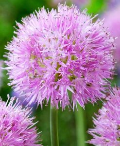 Bulbi Allium Carolinianum (Ceapa decorativa); Marime bulb 6/+ . Inaltime 50-60cm. Inflorire mai-iunie. STOC EPUIZAT!
