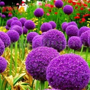 Bulbi Allium Gladiator (Ceapa decorativa); Marime bulb 18/20 . Inaltime 100-120cm. Inflorire mai-iunie. STOC EPUIZAT!

