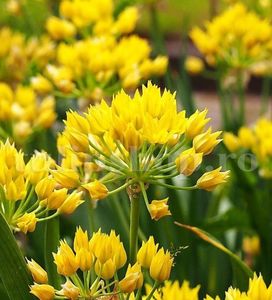 Bulbi Allium Moly (Ceapa decorativa); Marime bulb 4/+ . Inaltime 25-35cm. Inflorire mai-iunie. STOC EPUIZAT!
