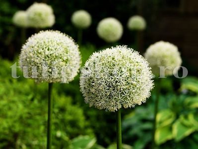 Bulbi Allium Mount Everest (Ceapa decorativa); Marime bulb 20/+ . Inaltime 130-150cm. Inflorire mai-iunie. STOC EPUIZAT!
