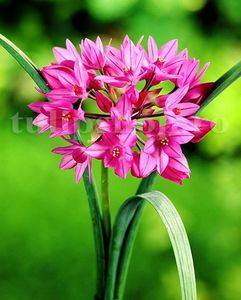 Bulbi Allium Oreophilum (Ceapa decorativa); Marime bulb 4/+ . Inaltime 25-35cm. Inflorire mai-iunie. STOC EPUIZAT!
