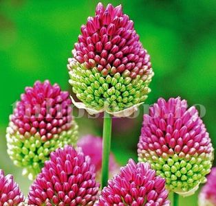 Bulbi Allium Sphaerocephalon (Ceapa decorativa); Marime bulb 5/+ . Inaltime 40-50cm. Inflorire mai-iunie. STOC EPUIZAT!
