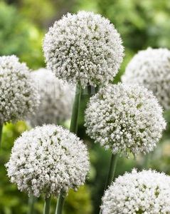 Bulbi Allium White Cloud (Ceapa decorativa); Marime bulb 10/+ . Inaltime 100-120cm. Inflorire mai-iunie. STOC EPUIZAT!
