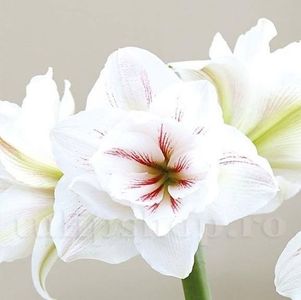 Bulbi Amaryllis Aquaro (Hipperastrum); Marime bulb 22/24 . Inaltime 50-60cm. Inflorire dec.-ian. STOC EPUIZAT!

