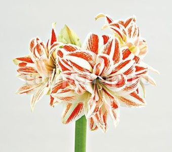 Bulbi Amaryllis Dancing Queen (Hipperastrum); Marime bulb 22/24 . Inaltime 50-60cm. Inflorire dec.-ian. STOC EPUIZAT!
