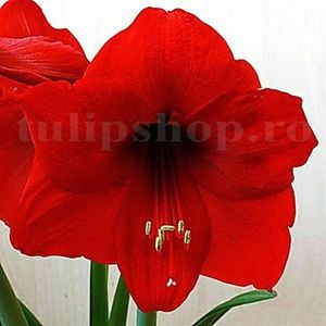 Bulbi Amaryllis Red Lion (Hipperastrum); Marime bulb 22/24 . Inaltime 50-60cm. Inflorire dec.-ian. STOC EPUIZAT!
