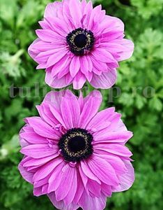 Bulbi Anemone Admiral; Marime bulb 5/+ . Inaltime 20-30cm. Inflorire aprilie-mai. STOC EPUIZAT!
