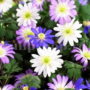 Bulbi Anemone Blanda Mix; Marime bulb 5/+ . Inaltime 30-40cm. Inflorire iunie-iulie. STOC EPUIZAT!
