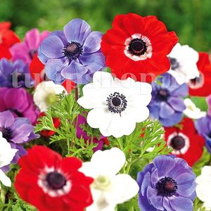 Bulbi Anemone de Caen Mix; Marime bulb 5/+ . Inaltime 20-30cm. Inflorire aprilie-mai. STOC EPUIZAT!
