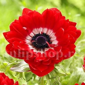 Bulbi Anemone Governor; Marime bulb 5/+ . Inaltime 20-30cm. Inflorire aprilie-mai. STOC EPUIZAT!
