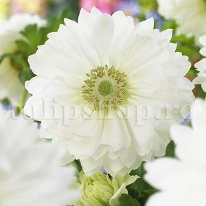 Bulbi Anemone Mount Everest; Marime bulb 5/+ . Inaltime 20-30cm. Inflorire aprilie-mai. STOC EPUIZAT!
