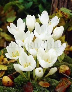 Bulbi Branduse Album (Colchicum); Marime bulb 18/20 . Inaltime 15-25cm. Inflorire oct.-nov. STOC EPUIZAT!
