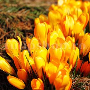 Bulbi Branduse Golden Yellow (Crocus); Marime bulb 7/8 . Inaltime 8-10cm. Inflorire febr.-martie. STOC EPUIZAT!
