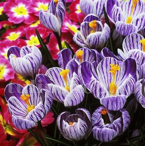 Bulbi Branduse Pickwick (Crocus); Marime bulb 7/8 . Inaltime 8-10cm. Inflorire febr.-martie. STOC EPUIZAT!
