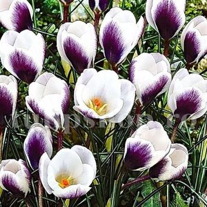 Bulbi Branduse Prins Claus (Crocus); Marime bulb 5/7 . Inaltime 8-10cm. Inflorire febr.-martie. STOC EPUIZAT!
