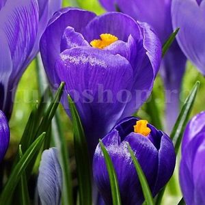 Bulbi Branduse Remembrance (Crocus); Marime bulb 7/8 . Inaltime 8-10cm. Inflorire febr.-martie. STOC EPUIZAT!
