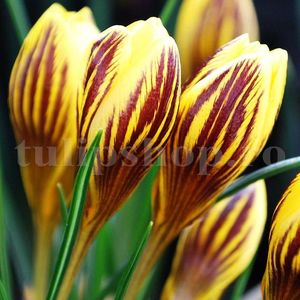 Bulbi Branduse Saturnus (Crocus); Marime bulb 7/8 . Inaltime 8-10cm. Inflorire febr.-martie. STOC EPUIZAT!
