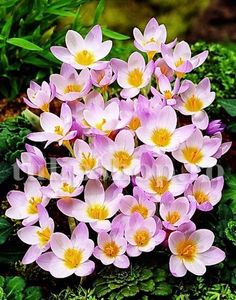 Bulbi Branduse Sieberi Firefly (Crocus); Marime bulb 5/7 . Inaltime 8-10cm. Inflorire febr.-martie. STOC EPUIZAT!

