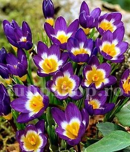 Bulbi Branduse Sieberi Tricolor (Crocus); Marime bulb 5/7 . Inaltime 8-10cm. Inflorire febr.-martie. STOC EPUIZAT!

