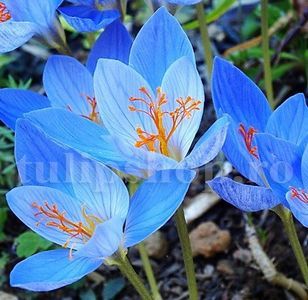 Bulbi Branduse Sky Blue (Crocus); Marime bulb 7/8 . Inaltime 8-10cm. Inflorire febr.-martie. STOC EPUIZAT!
