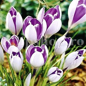 Bulbi Branduse Vanguard (Crocus); Marime bulb 7/8 . Inaltime 8-10cm. Inflorire febr.-martie. STOC EPUIZAT!
