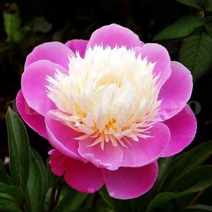 Bulbi Bujori Bowl of Beauty (Paeonia); Marime bulb I . Inaltime 60-90cm. Inflorire aprilie-mai. STOC EPUIZAT!
