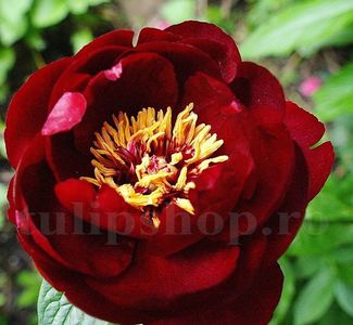 Bulbi Bujori Buckeye Belle (Paeonia); Marime bulb I . Inaltime 60-90cm. Inflorire mai-iunie. STOC EPUIZAT!
