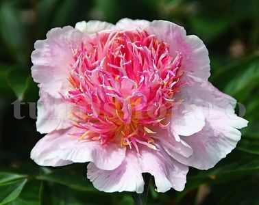 Bulbi Bujori Do Tell (Paeonia); Marime bulb I . Inaltime 60-100cm. Inflorire aprilie-mai. STOC EPUIZAT!
