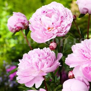 Bulbi Bujori Sarah Bernhardt (Paeonia); Marime bulb I . Inaltime 60-100cm. Inflorire aprilie-mai. STOC EPUIZAT!
