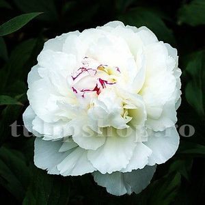 Bulbi Bujori Shirley Temple (Paeonia); Marime bulb I . Inaltime 60-80cm. Inflorire mai-iunie. STOC EPUIZAT!
