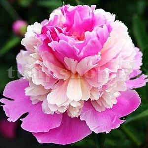Bulbi Bujori Sorbet (Paeonia); Marime bulb I . Inaltime 60-100cm. Inflorire aprilie-mai. STOC EPUIZAT!
