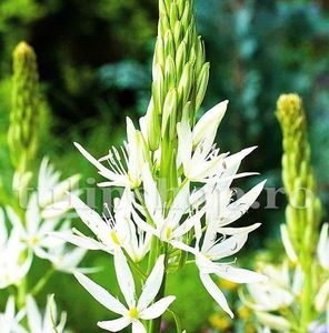 Bulbi Camassia Alba (Zambila Indiana); Marime bulb 14/+ . Inaltime 100-120cm. Inflorire mai-iulie. STOC EPUIZAT!
