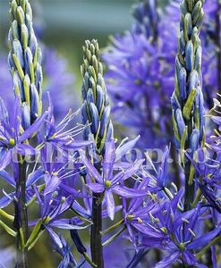 Bulbi Camassia Caerulea (Zambila Indiana); Marime bulb 14/+ . Inaltime 100-120cm. Inflorire mai-iulie. STOC EPUIZAT!
