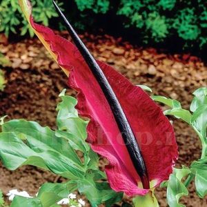 Bulbi Dracunculus Vulgaris; Marime bulb 22/24 . Inaltime 60-90cm. Inflorire iunie-august. STOC EPUIZAT!
