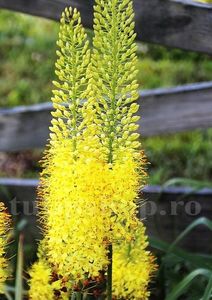 Bulbi Eremurus Bungei; Marime bulb I . Inaltime 120-150cm. Inflorire iunie-iulie. STOC EPUIZAT!
