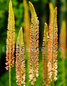 Bulbi Eremurus Cleopatra; Marime bulb I . Inaltime 120-150cm. Inflorire iunie-iulie. STOC EPUIZAT!

