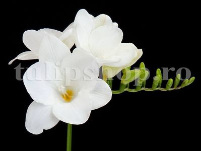 Bulbi Frezie Dubla Alba; Marime bulb 5/+ . Inaltime 40-60cm. Inflorire aprilie-mai. STOC EPUIZAT!
