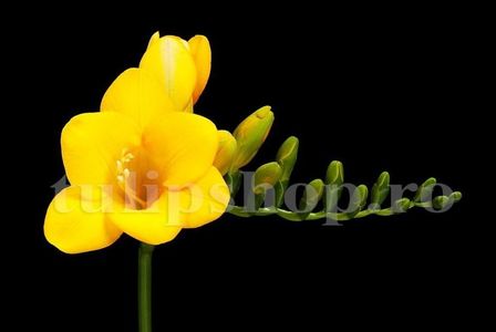 Bulbi Frezie Dubla Galbena; Marime bulb 5/+ . Inaltime 40-60cm. Inflorire aprilie-mai. STOC EPUIZAT!

