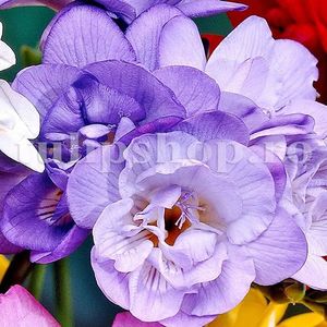 Bulbi Frezie Dubla Mov; Marime bulb 5/+ . Inaltime 40-60cm. Inflorire aprilie-mai. STOC EPUIZAT!
