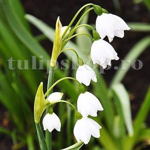 Bulbi Ghiocei de Vara Gravetye Giant (Leucojum); Marime bulb 10/12 . Inaltime 25-30cm. Inflorire aprilie-mai. STOC EPUIZAT!
