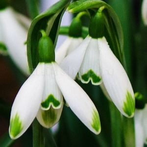 Bulbi Ghiocei Viridi-Apice (Galanthus); Marime bulb 5/+ . Inaltime 10-15cm. Inflorire febr-martie. STOC EPUIZAT!
